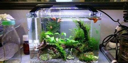 鱼缸养什么植物净化水