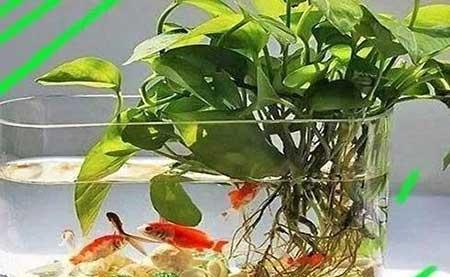 鱼缸养什么植物净化水