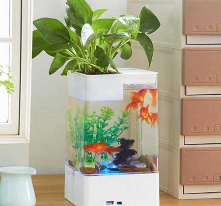 鱼缸养什么植物净化水