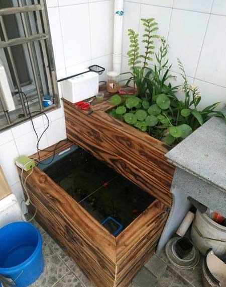 鱼缸养什么植物净化水