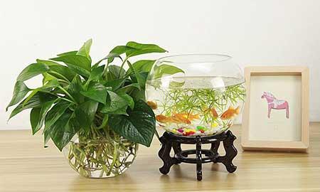 鱼缸养什么植物净化水