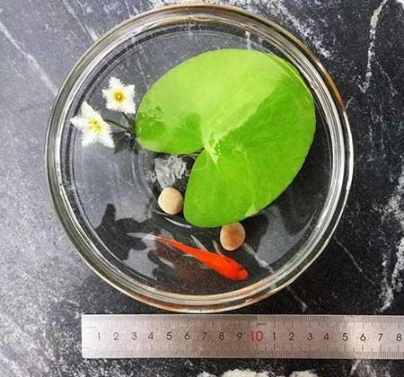 鱼缸养什么植物净化水