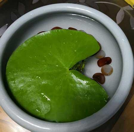 鱼缸养什么植物净化水
