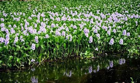 鱼缸养什么植物净化水