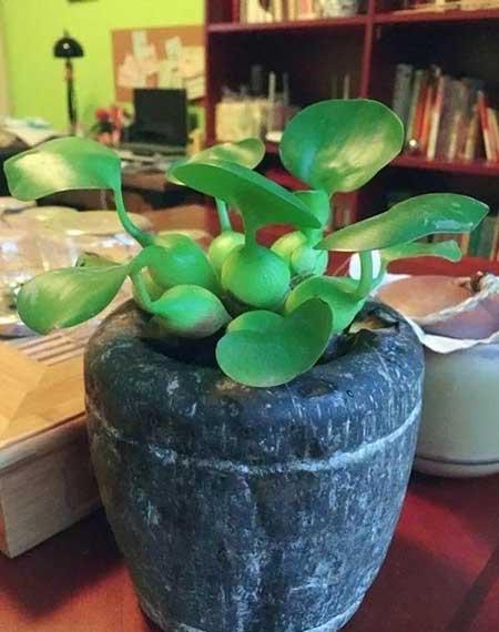 鱼缸养什么植物净化水
