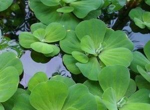 鱼缸养什么植物净化水