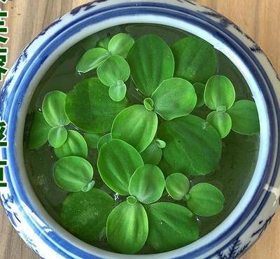 鱼缸养什么植物净化水