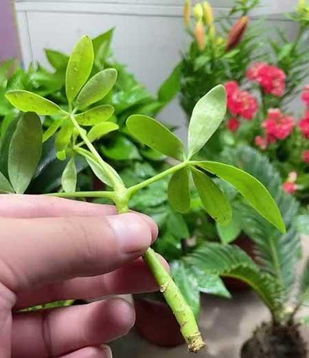 适合阳台养的绿植