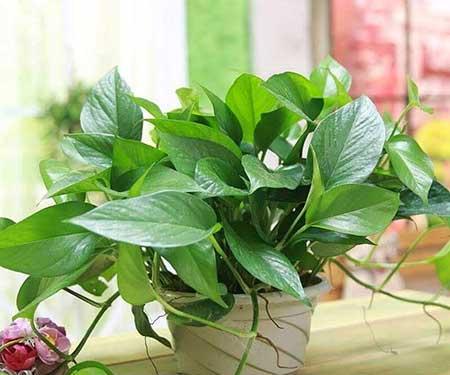 卧室内适合养什么花或植物