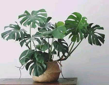 卧室内适合养什么花或植物
