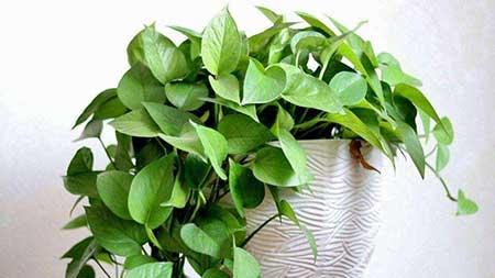 卧室内适合养什么花或植物