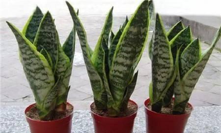 卧室内适合养什么花或植物