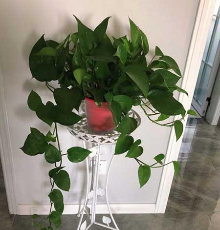 植物花卉