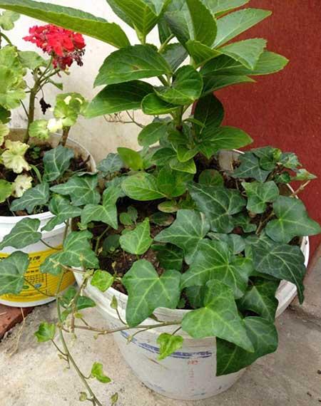 植物花卉