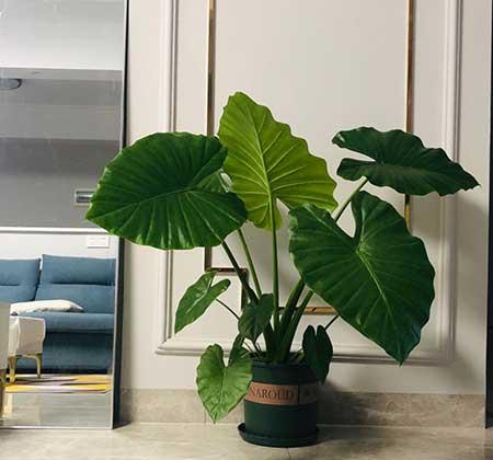 植物花卉