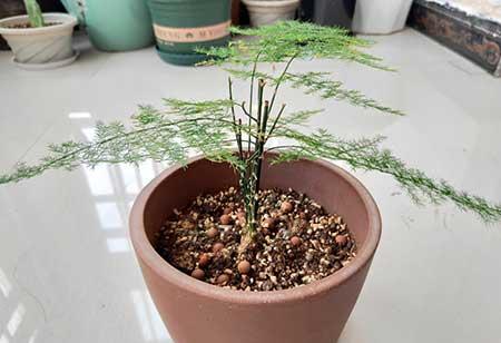 植物花卉