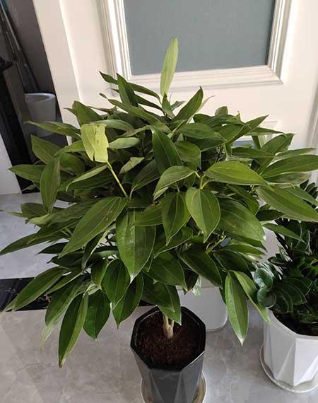 植物花卉