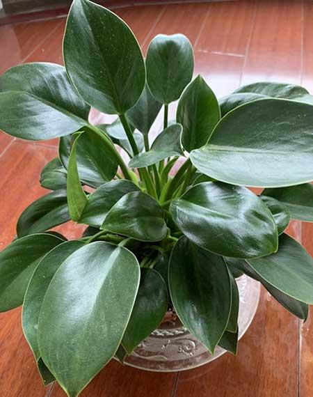 植物花卉
