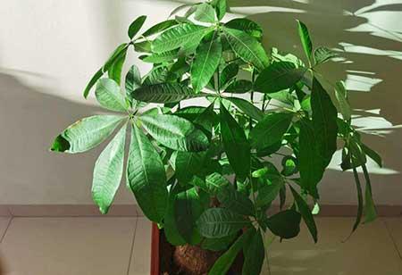 植物花卉