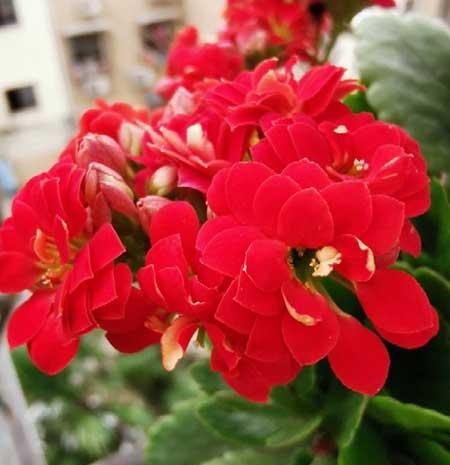 植物花卉