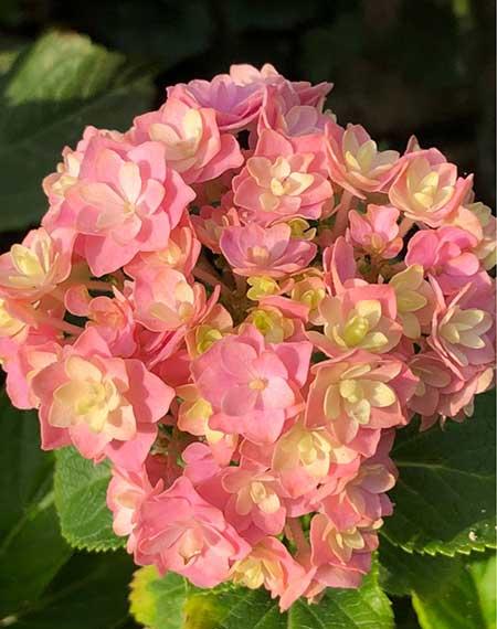 植物花卉