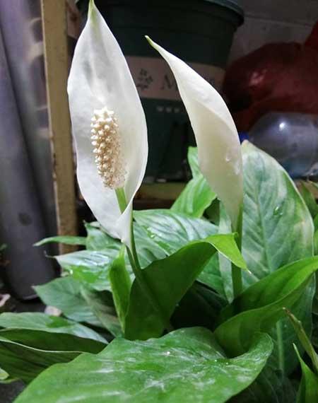 植物花卉
