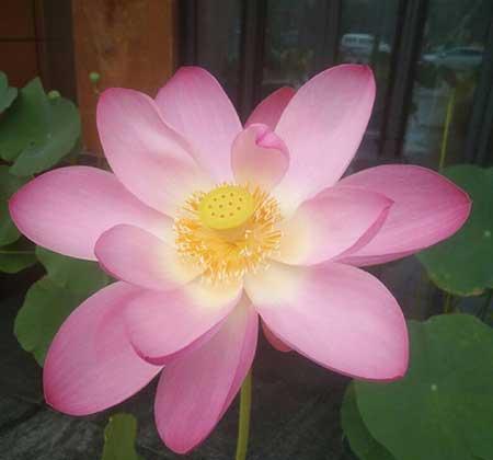 植物花卉