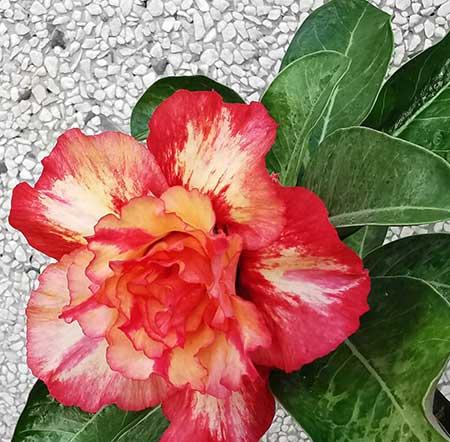 植物花卉