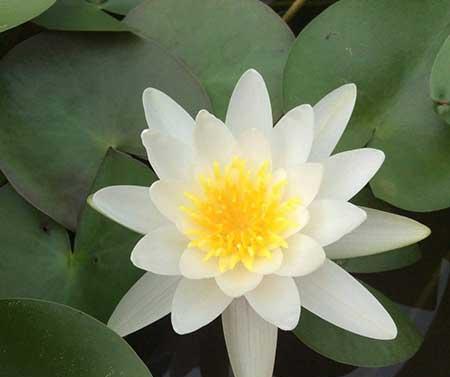 植物花卉