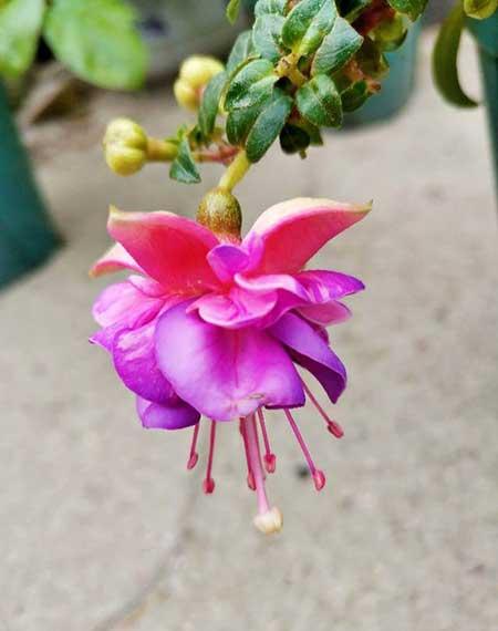 植物花卉