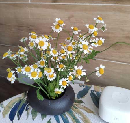植物花卉