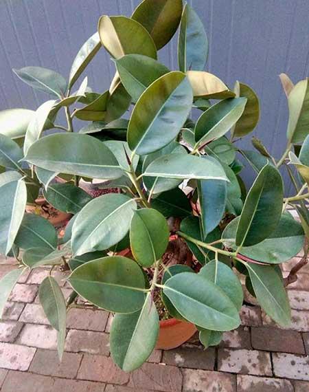 植物花卉