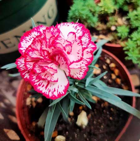植物花卉