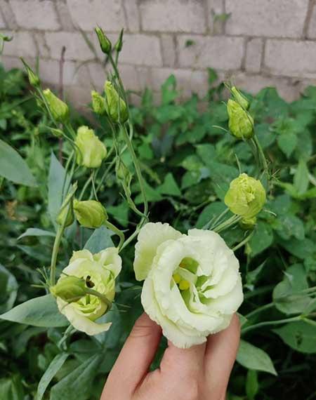 植物花卉