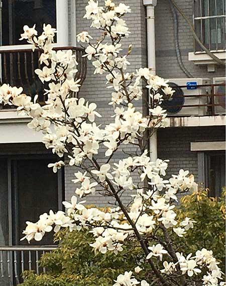 植物花卉