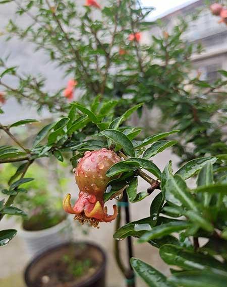 植物花卉