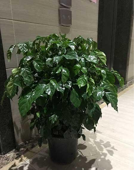 植物花卉