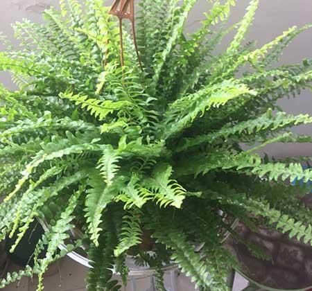 植物花卉