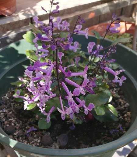 植物花卉