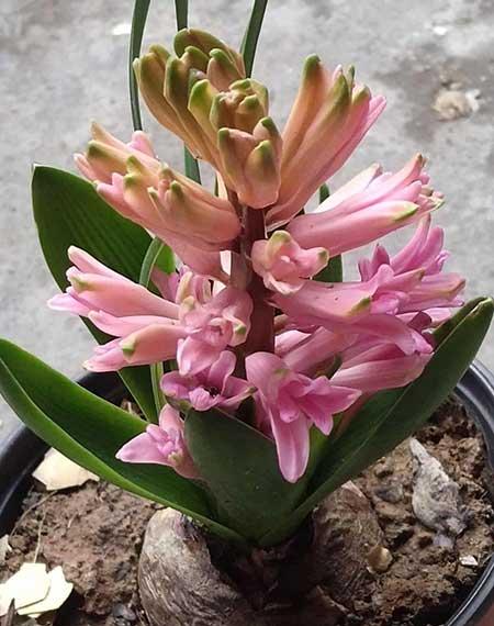 植物花卉