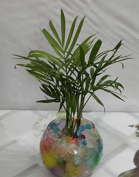 植物花卉