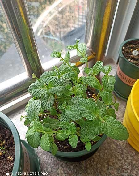 植物花卉