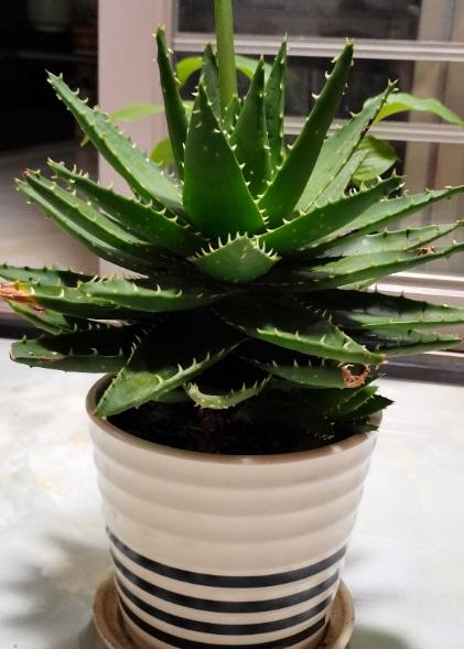 植物花卉