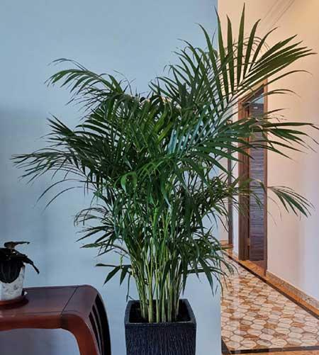 植物花卉