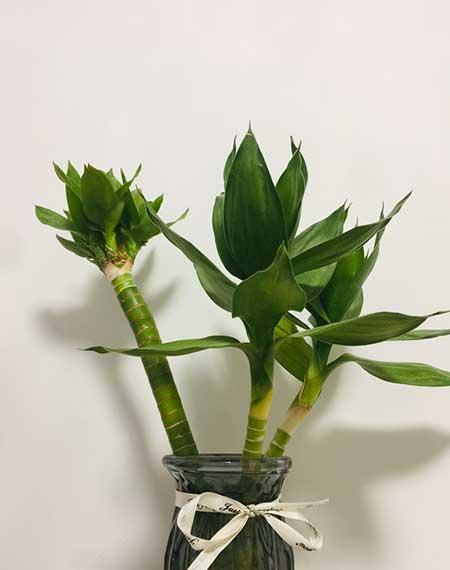 植物花卉