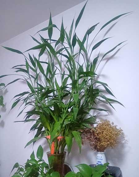 植物花卉
