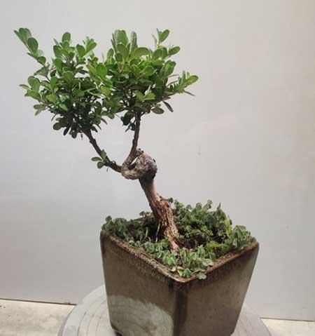 植物花卉