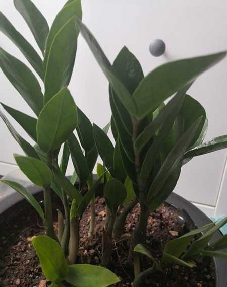 植物花卉