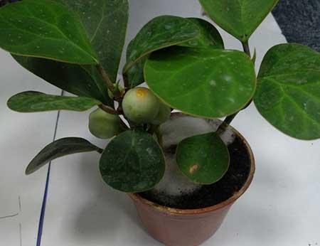 菩提盆栽怎么养
