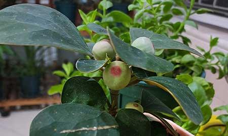菩提盆栽怎么养